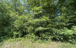 Lot 49 Rock Springs Road, Celina, TN 38551