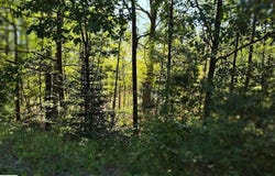 TBD N Circle E, Farwell, MI 48622