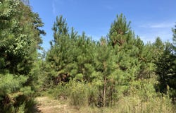 2272 Purvis Baxterville Road, Lumberton, MS 39455