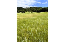 E1 Soaring Eagle Road, Hulett, WY 82720