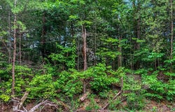 Lot 17 Misty Mountain Trail, Ellijay, GA 30540