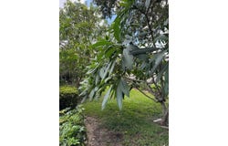 114 Daisy Lane, Lake Placid, FL 33852