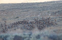 TBD, Shell, WY 82441