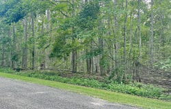 Dunson Lane lot: 46&47, Elmira, MI 49730