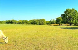 Tbd Mcmillan Road, Mineral Wells, TX 76067