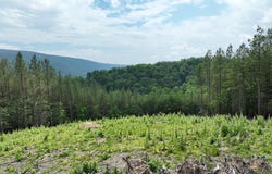 20.17 AC NORTH TEXAS ROAD, DELRAY, WV 26714