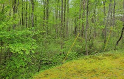 Lot27 Oak Ridge Way, Ellijay, GA 30536