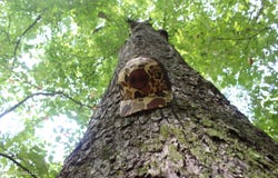 NE Greenhill Trail, Brookhaven, MS 39601