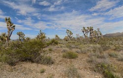 18144 Longhorn Drive, Dolan Springs, AZ 86441