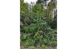 Pine Ridge Drive, Waveland, MS 39576