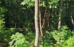 Tbd Wisler Dr, Fancy Gap, VA 24328