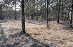 400 Tree Farm Road, Melbourne, AR 72556