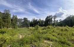 Pettey Road, Forest, MS 39074