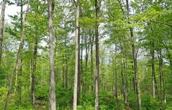 000 Old Township Road, Coudersport, PA 16915
