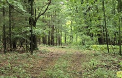 vl Lehring Rd, Burns, MI 48429