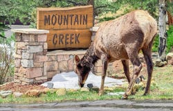 262 Steamer Ct, Estes Park, CO 80517