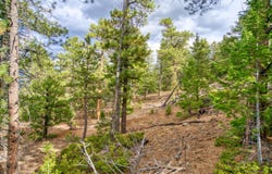0 Windham Drive, Estes Park, CO 80517