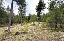 7 HAZEL LN, REPUBLIC, WA 99166