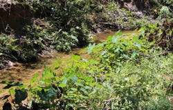 1510 Chocksacka Nene, Tallahassee, FL 32301