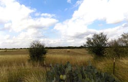 1175 MOSES RD., Quemado, TX 78877