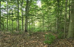 Vl Cedar Creek Road, Delton, MI 49046