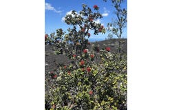 92-8961 TIKI LN, Ocean View, HI 96737