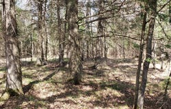 707 South Lake Road, Phillips, WI 54555