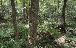 11317 Sapony Church Rd, Mckenney, VA 23872
