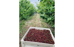 Tbd E Terril Rd, Kennewick, WA 99337