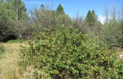 0 Forest View Drive, Chiloquin, OR 97624