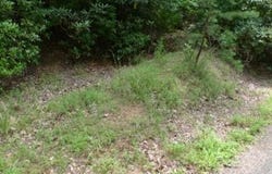 Mountain View Drive lot: 17, Lowgap, NC 27024