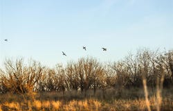 14657 County Road 433, Merkel, TX 79536
