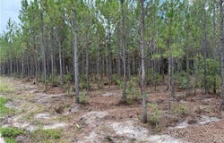 0 (lot 2) Corbitt Road, Manor, GA 31550