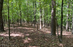 TRACT 1A CHALCREST Way, Cave Spring, GA 30124