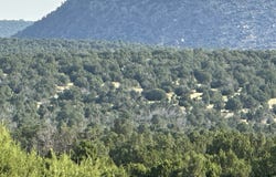 County Road B528A, Bernal, NM 87701