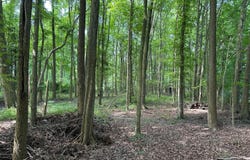 LOT 7 MAPLE DR #LOT 7, STEVENSVILLE, MD 21666