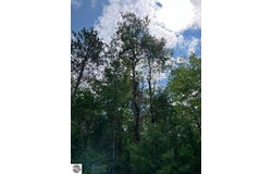 Helen Drive, Grayling, MI 49738
