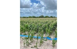 N Gonzalez Road N, Progreso, TX 78579