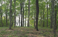 Bluff Pt, Spencer, TN 38585