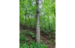 000 Old Dolph Road, Pineville, AR 72566