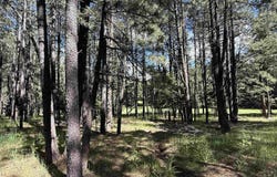 Lot 940 White Sands Circle, Angel Fire, NM 87710