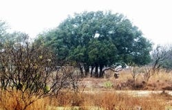 Tbd HWY 377, Early, TX 76802