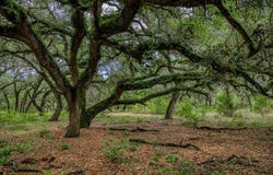 TBD CR 125, Hallettsville, TX 77964