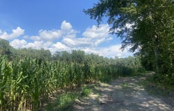 Muller Drive, Manning, SC 29102