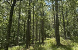Lot 27 Honeysuckle Trail, Lincolnton, GA 30817