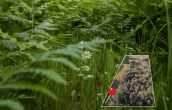 Lot 4 E Arthur Road, Rothbury, MI 49452