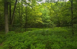 0WP Valley View Sbdvn, Smyrna, NY 13464