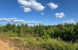 County Rd 81 & County Rd 83, Mccarley, MS 38943