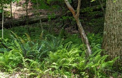 Wildwood Trail, Ellijay, GA 30540