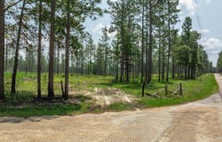 6 Acre Crown Zellerback Rd., Lumberton, MS 39455